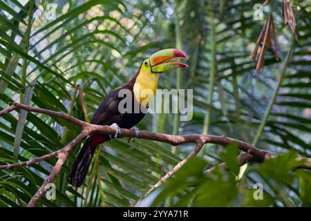 Fischertukan, Ramphastos sulfuratus, Kielschnabeltoucan Stockfoto