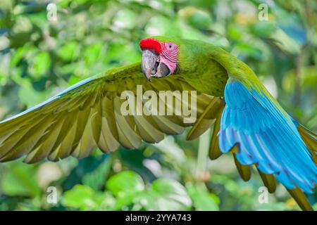 Großer Soldatenara fliegend, Ara ambiguus, großer grüner Ara fliegt Stockfoto