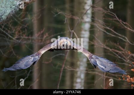 Steinadler Aquila Chrysaetos, Golden Eagle Stockfoto