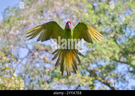 Großer Soldatenara fliegend, Ara ambiguus, großer grüner Ara fliegt Stockfoto