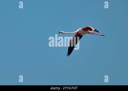 , Rosaflamingo Phoenicopterus roseus, Greater Flamingo Stockfoto