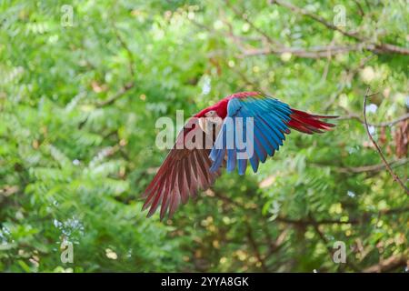 Scharlachara, Ara macao, Scharlach-Ara Stockfoto