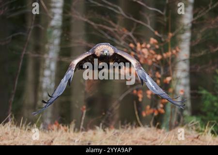 Steinadler Aquila Chrysaetos, Golden Eagle Stockfoto