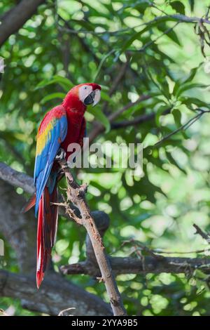 Scharlachara, Ara macao, Scharlach-Ara Stockfoto