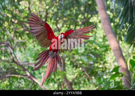 Scharlachara, Ara macao, Scharlach-Ara Stockfoto
