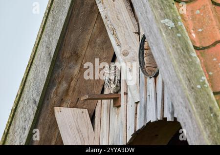Steinkauz, Athene Noctua, Steinkauz Stockfoto