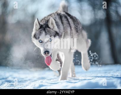 Wolfsartiger sibirischer Husky mit durchdringenden blauen Augen sitzt auf Schnee und strahlt Kraft und Schönheit aus. Stockfoto
