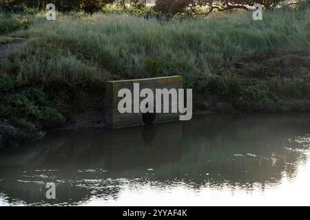Abwasserleitung, die in das ländliche UK-Wasserreservoir einleitet Stockfoto