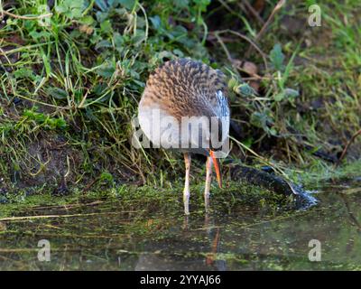 Wasserbahn in Gloucestershire Großbritannien [ Rallus Aquaticus ] Stockfoto