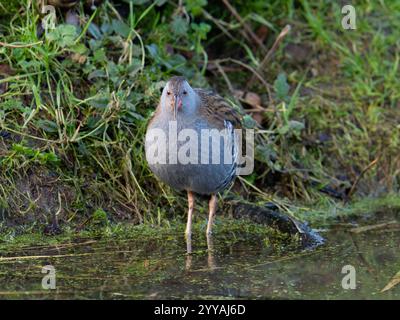 Wasserbahn in Gloucestershire Großbritannien [ Rallus Aquaticus ] Stockfoto