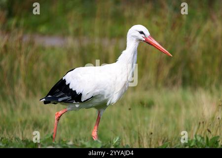 Ein Weißstorch geht durch das hohe Gras Stockfoto