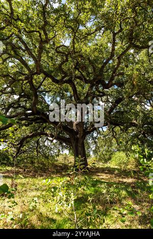 Die Vallonea-Eiche (Quercus ithaburensis macrolepis), ein jahrhundertealter monumentaler Baum in der Gemeinde Tricase, Provinz Lecce, Apulien Italien Stockfoto