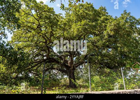 Die Vallonea-Eiche (Quercus ithaburensis macrolepis), ein jahrhundertealter monumentaler Baum in der Gemeinde Tricase, Provinz Lecce, Apulien Italien Stockfoto