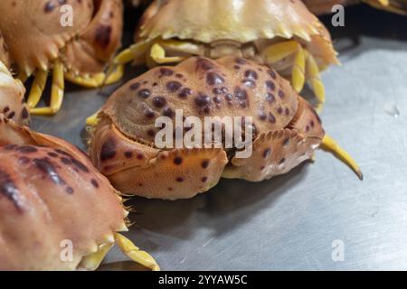 Auswahl an frischen Meeresfrüchten, täglichen Fängen von Cangrejo-roten Krebsen auf dem Fischmarkt in Jerez de la Frontera, Andalusien, Spanien Stockfoto