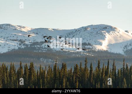 Hunderte von Vögeln, die während der Frühjahrszeit im Yukon-Territorium in Kanada auf ihrer Wanderung nach Alaska beobachtet wurden. Kanadiengänse, Trompeterschwäne, Stockenten, Enten Stockfoto