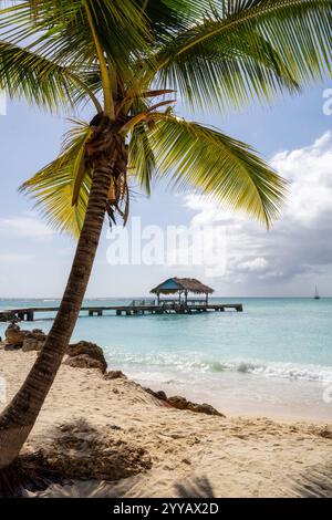 Karibischer türkisfarbener Wasser-Sandstrand mit Palmen Stockfoto