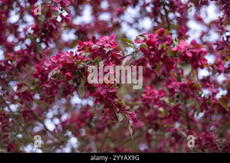 Nahaufnahme leuchtender roter und rosafarbener Apfelblüten auf einem blühenden Baumzweig mit weichem Bokeh-Hintergrund im Frühling Stockfoto