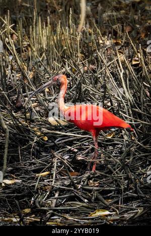 Scarlet ibis in Trinidad und Tobago Stockfoto