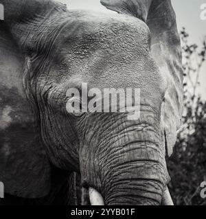 Elefant Schwarz und weiß in Uganda Stockfoto