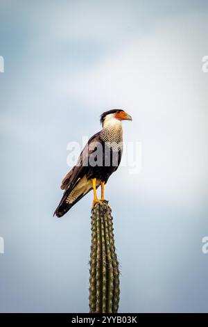 Nördliche Haubenkaracara auf Kakteen Stockfoto