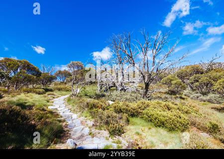 Blick auf die Landschaft entlang des Porcupine Walking Track an einem Sommertag im Kosciuszko National Park, Snowy Mountains, New South Wales, Australien Stockfoto