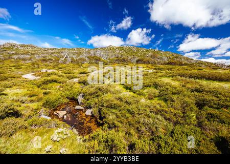 Blick auf die Landschaft entlang des Porcupine Walking Track an einem Sommertag im Kosciuszko National Park, Snowy Mountains, New South Wales, Australien Stockfoto