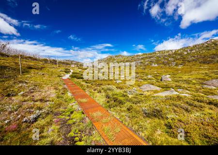 Blick auf die Landschaft entlang des Porcupine Walking Track an einem Sommertag im Kosciuszko National Park, Snowy Mountains, New South Wales, Australien Stockfoto