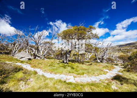 Blick auf die Landschaft entlang des Porcupine Walking Track an einem Sommertag im Kosciuszko National Park, Snowy Mountains, New South Wales, Australien Stockfoto