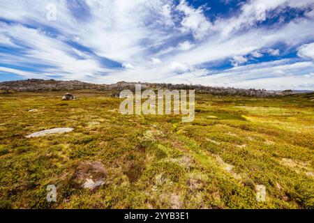 Blick auf die Landschaft entlang des Porcupine Walking Track an einem Sommertag im Kosciuszko National Park, Snowy Mountains, New South Wales, Australien Stockfoto
