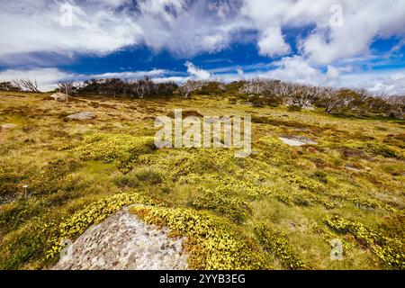 Blick auf die Landschaft entlang des Porcupine Walking Track an einem Sommertag im Kosciuszko National Park, Snowy Mountains, New South Wales, Australien Stockfoto