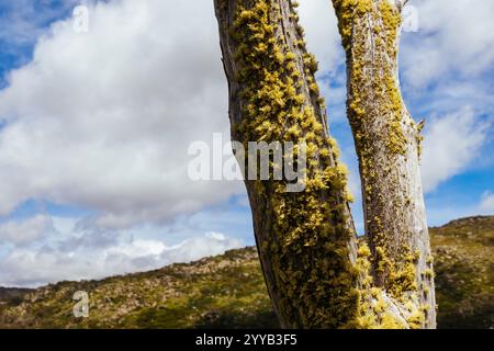 Blick auf die Landschaft entlang des Porcupine Walking Track an einem Sommertag im Kosciuszko National Park, Snowy Mountains, New South Wales, Australien Stockfoto