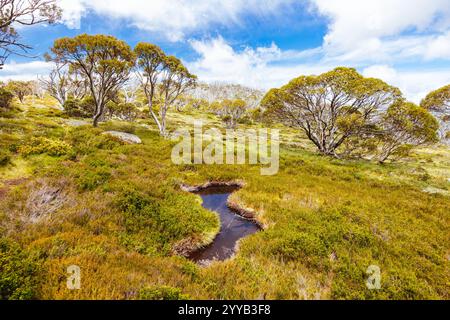 Blick auf die Landschaft entlang des Porcupine Walking Track an einem Sommertag im Kosciuszko National Park, Snowy Mountains, New South Wales, Australien Stockfoto