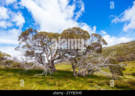 Blick auf die Landschaft entlang des Porcupine Walking Track an einem Sommertag im Kosciuszko National Park, Snowy Mountains, New South Wales, Australien Stockfoto
