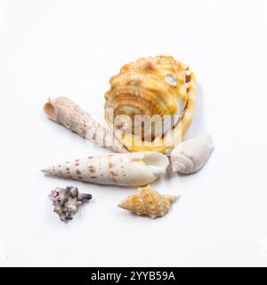 Ein Satz farbenfroher Muscheln auf weißem Hintergrund. Ideal für Themen wie Sommer, Strandurlaub, Unterwasserwelt, tropisches Dekor, Ozean Vibes, Stockfoto