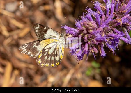 Caper White Butterfly, Belenois aurota in Doreen, Victoria, Australien Stockfoto