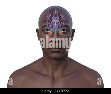 Computerdarstellung des menschlichen Gehirns mit einer hervorgehobenen Amygdala. Die Amygdala ist verantwortlich für Emotionsverarbeitung, Angstreaktion und Gedächtnisbildung. Stockfoto