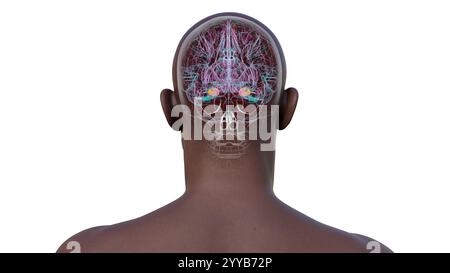 Computerdarstellung des menschlichen Gehirns mit einer hervorgehobenen Amygdala. Die Amygdala ist verantwortlich für Emotionsverarbeitung, Angstreaktion und Gedächtnisbildung. Rückansicht. Stockfoto