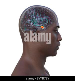 Computerdarstellung des menschlichen Gehirns mit einer hervorgehobenen Amygdala. Die Amygdala ist verantwortlich für Emotionsverarbeitung, Angstreaktion und Gedächtnisbildung. Stockfoto