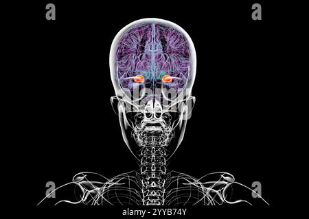 Menschliches Gehirn mit der Amygdala hervorgehoben, Computerillustration. Stockfoto