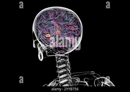 Menschliches Gehirn mit der Amygdala hervorgehoben, Computerillustration. Stockfoto