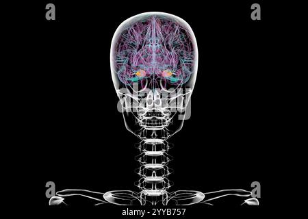 Menschliches Gehirn mit der Amygdala hervorgehoben, Computerillustration. Stockfoto