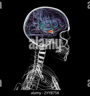 Menschliches Gehirn mit der Amygdala hervorgehoben, Computerillustration. Stockfoto