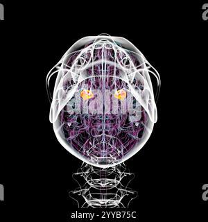 Menschliches Gehirn mit der Amygdala hervorgehoben, Computerillustration. Stockfoto