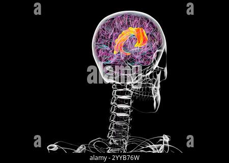 Computerdarstellung des menschlichen Gehirns, die den Gyrus cingulata hervorhebt, der für die Emotionsverarbeitung, Entscheidungsfindung und kognitive Kontrolle von entscheidender Bedeutung ist. Stockfoto