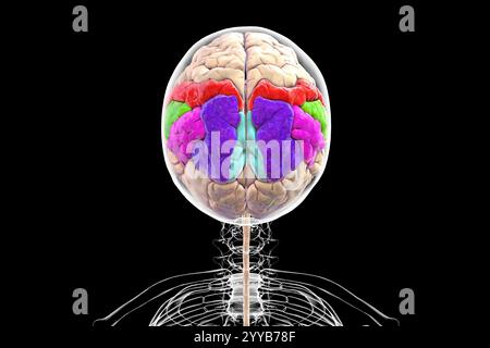 Computerdarstellung des Parietalgyri mit postzentralem Gyrus (rot), oberem Parietalllappen (dunkelblau), unterem Parietalllappen mit supramarginalem (grün) und eckigem Gyrus (violett), Precuneus (hellblau). Stockfoto