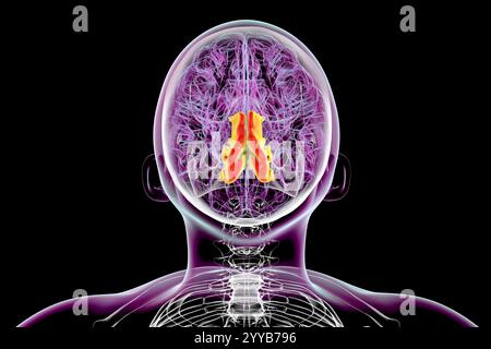 Computerdarstellung eines menschlichen Gehirns mit hervorgehobenem Precuneus Gyrus. Der Precuneus gyrus spielt eine Rolle in der Selbstreflexion, im Gedächtnis und im räumlichen Bewusstsein und ist an verschiedenen neuropsychiatrischen Zuständen beteiligt. Stockfoto