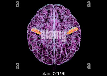 Computerdarstellung eines menschlichen Gehirns mit hervorgehobener transversaler temporaler Gyri, anterior grün und posterior orange, Draufsicht. Diese Regionen sind an der auditiven Verarbeitung und dem Sprachverständnis beteiligt. Stockfoto