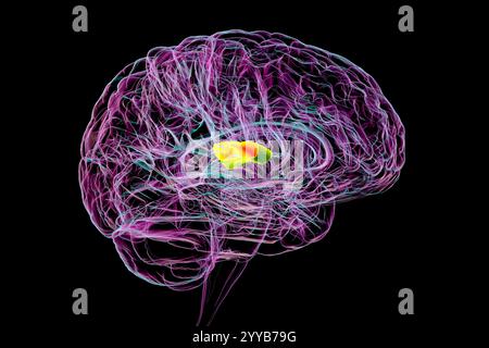 Computerdarstellung eines menschlichen Gehirns mit hervorgehobener transversaler temporaler Gyri, anterior grün und posterior orange. Diese Regionen sind an der auditiven Verarbeitung und dem Sprachverständnis beteiligt. Stockfoto