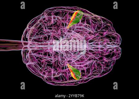 Computerdarstellung eines menschlichen Gehirns mit hinterlegten transversalen Gyri temporalis, anterior grün und posterior orange, Untersicht. Diese Regionen sind an der auditiven Verarbeitung und dem Sprachverständnis beteiligt. Stockfoto