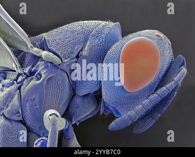 Biologische Kontrollwespe (Eretmocerus eremicus), farbige Rasterelektronenmikrographie (REM). Diese winzige Wespe ist ein Parasit von Bemisia sp. Weiße Fliege. Eretmocerus Eremicus ist ein Parasitoid, ein Parasit, der immer seinen Wirt tötet. Weibchen legen ihre Eier in den Körper der Weißen Fliege und wenn die Larven schlüpfen, ernähren sie sich von innen nach außen. Eretmocerus Eremicus wird als biologisches Kontrollmittel für die Weiße Fliege angewendet. Vergrößerung: x250, wenn 10 cm hoch gedruckt. Stockfoto